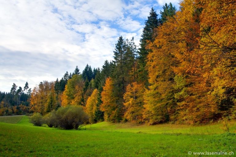 Les bienfaits d’une lisière étagée – La Semaine | Hebdomadaire fondé en ...